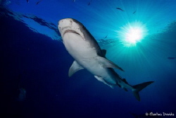 Tiger shark at Tiger Beach Bahamas, Canon 1DC in Nauticam... by Markus Davids 